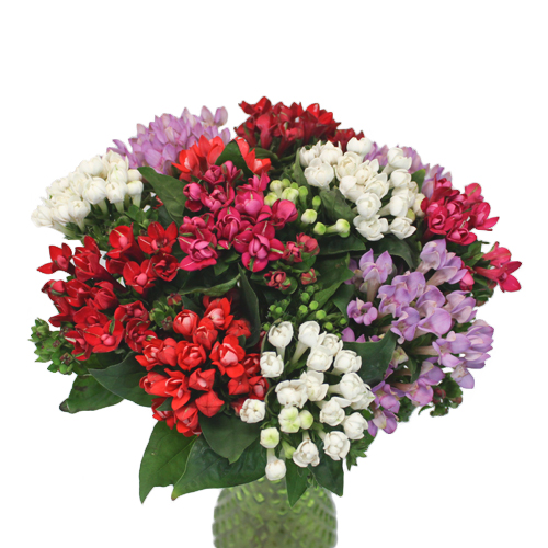 Most Beautiful Flowers in the World